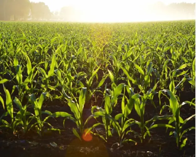Agriculture Industries